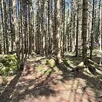 Foresta Jasna
