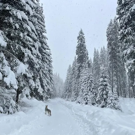 Foresta Jasna * Demanovska Dolina