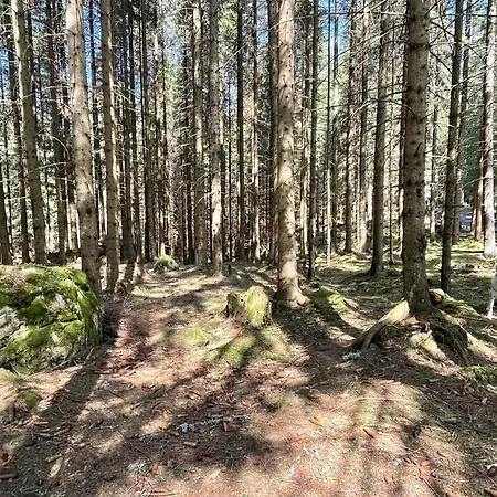 The Foresta Jasna Mountain